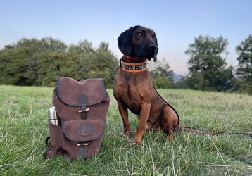 Towarzysz na polowanie i do trekkingu