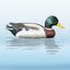 Bałwanek Mallard Drake kaczka dzika - kaczor