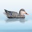 Bałwanek Mallard Drake dzika kaczka  