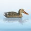 Bałwanek Shoveler Hen kaczka płaskonos 
