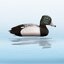 Bałwanek Tufted Duck perkoz czubaty - kaczka