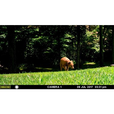 Fotopasca moultrie a-30 - 815WUTZmhuL