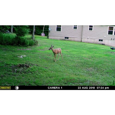 Fotopasca moultrie a-30 - 81KfykVkrPL