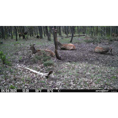 Fotopasca spypoint flex-s 36 mpx + 2 sim karty zdarma - JPEG obrázok-4048-B23A-A1-0