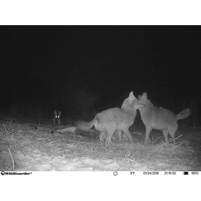 Fotopasca wildguarder watcher1 mms/4g 20 mpx - wildguarderwatcher122-1-8556