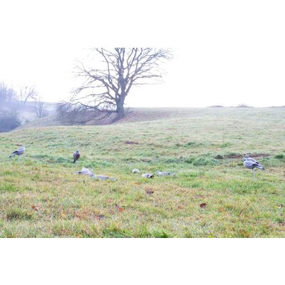 Balabán holub celé telo k univerzálnemu kolotoču - balaban_holub_k_univerzalnemu_kolotocu_2