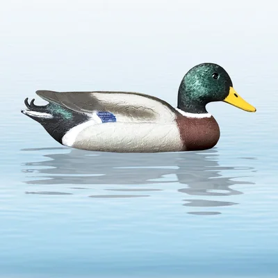 Balabán mallard drake kačica divá – kohút - balaban_divoka_kacica_kohut_