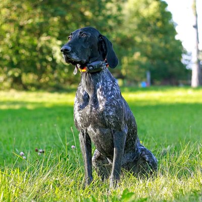 Obojok pre ďalšieho psa dog gps x25b - obojok_pre_dalsieho_psa_dog_gps_x25b_4