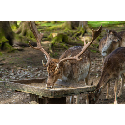 Kŕmne vápno tetrao 5 kg - deer-forest-summer-selective-focus