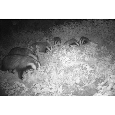 20172205160505-Bushnell_Badgers