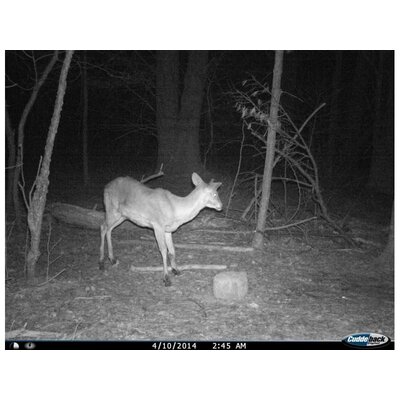 20162606100618-FotopascaCuddebackC2X-ChangeIR850nm124813