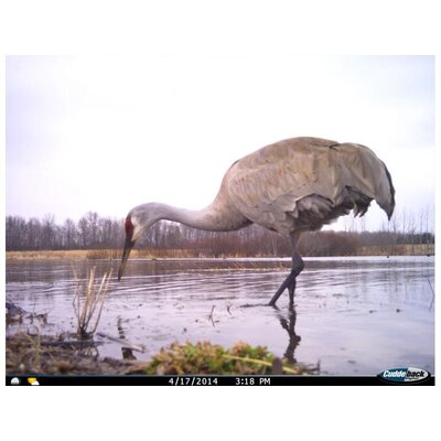 20162606100647-FotopascaCuddebackC2X-ChangeIR850nm12489