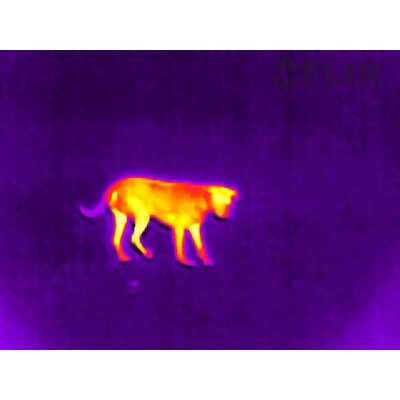 Termovízny záber zvieraťa pomocou kamery FLIR SCOUT TK