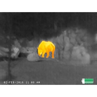 Termovízia FLIR SCOUT TK zobrazuje zviera v lese pomocou tepelnej mapy.