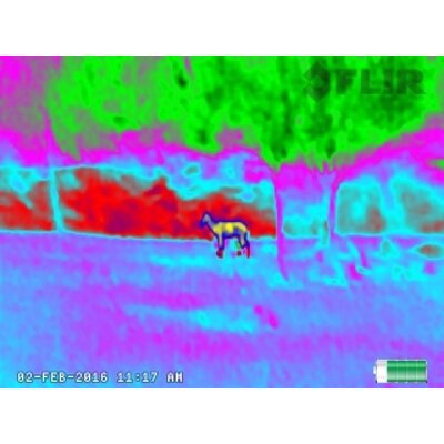 Termovízny obraz z termokamery FLIR Scout TK s farebnou paletou zobrazujúcou zviera v prírode. Na obrázku je viditeľné zviera v teréne, zobrazené v farebnej škále, ktorá pomáha zvýrazniť tepelné rozdiely.