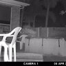 Fotopasca moultrie a-30 - 71hqXltXpRL