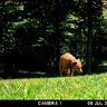 Fotopasca moultrie a-30 - 815WUTZmhuL