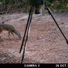 Fotopasca moultrie a-30 - 81IrZBfQakL