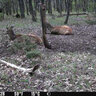 Fotopasca spypoint flex-s 36 mpx + 2 sim karty zdarma - JPEG obrázok-4048-B23A-A1-0