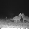 Fotopasca wildguarder watcher1 mms/4g 20 mpx - wildguarderwatcher122-1-8556
