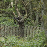 Maskovací 3d oblek deerhunter sneaky - maskovaci_oblek_hejkal_3D_deerhunter (3)