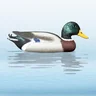 Balabán mallard drake kačica divá – kohút - balaban_divoka_kacica_kohut_