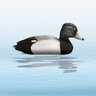 Balabán tufted duck chocholačka vrkočatá - sliepka - balaban_chocholacka_vrkocata_sliepka_