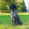 Obojok pre ďalšieho psa dog gps x25b - obojok_pre_dalsieho_psa_dog_gps_x25b_4