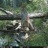 20152810151034-FotopascaSPYPOINTFORCE-1213