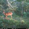 20152810151034-FotopascaSPYPOINTFORCE-128
