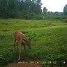 20150708150843-FotopascaSPYPOINTIRON-107