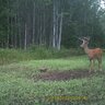 20150708150843-FotopascaSPYPOINTIRON-109