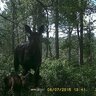 20150708140808-FotopascaSPYPOINTIRON-912