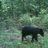 20150708140839-FotopascaSPYPOINTIRON-915