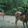 20150708140839-FotopascaSPYPOINTIRON-916