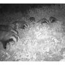 20172205160505-Bushnell_Badgers