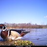 20162606100604-FotopascaCuddebackC2X-ChangeIR850nm12487