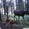 20182610151047-scout_guard