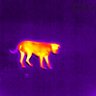 Termovízny záber zvieraťa pomocou kamery FLIR SCOUT TK