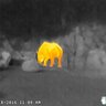 Termovízia FLIR SCOUT TK zobrazuje zviera v lese pomocou tepelnej mapy.