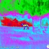 Termovízny obraz z termokamery FLIR Scout TK s farebnou paletou zobrazujúcou zviera v prírode. Na obrázku je viditeľné zviera v teréne, zobrazené v farebnej škále, ktorá pomáha zvýrazniť tepelné rozdiely.