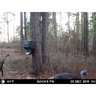 Čierny plastový gravitačný podávač Moultrie Feed Station pripevnený na strome v lese s divými moriakmi v okolí.