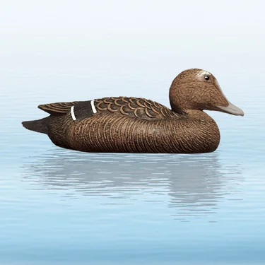 Bałwanek Eider Hen edredon zwyczajny - kaczka