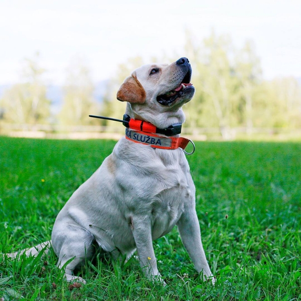 Obroża dla kolejnego psa DOG GPS X25 4
