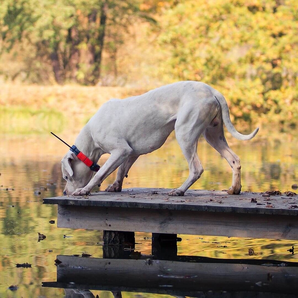 Obroża dla kolejnego psa DOG GPS X25T 3