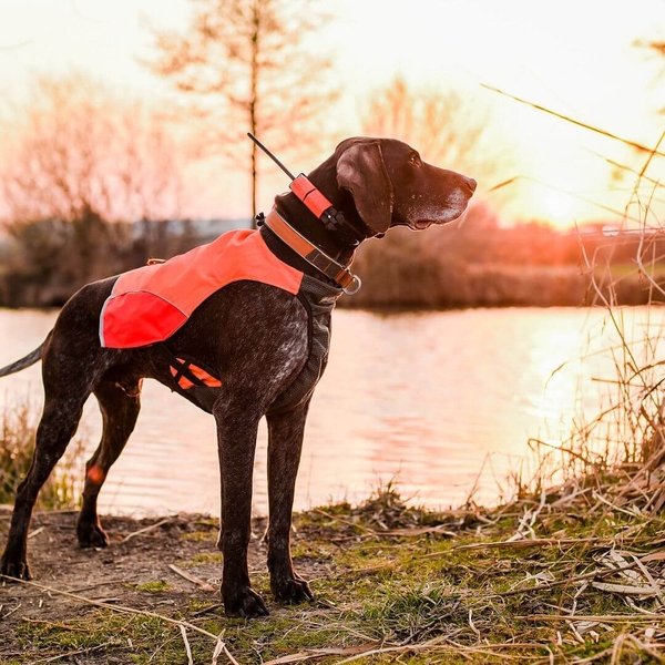 Obroża dla kolejnego psa DOG GPS X25T 4