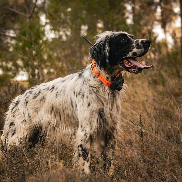 Lokalizator satelitarny GPS Dogtrace DOG GPS X25B - z modułem dźwiękowym 6