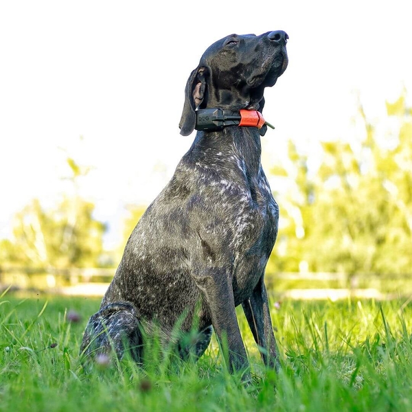Lokalizator Satelitarny GPS Dogtrace DOG GPS X30 - bez modułu treningowego 9